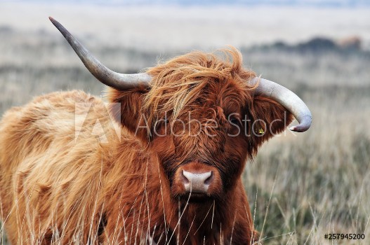 Picture of Hardy Highland cow on Exmoor Somerset